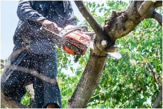 tree services Thompson's Station